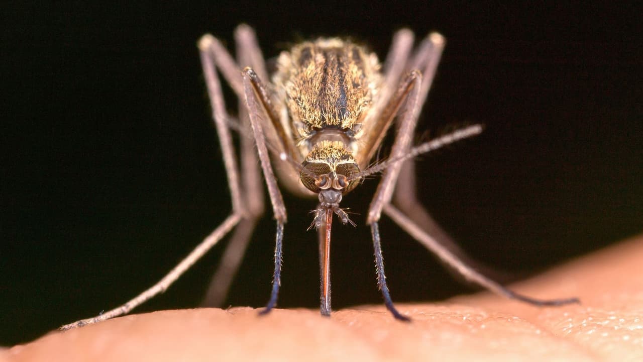 <h3 class="cms-H3-H3">5 formas efectivas de espantar mosquitos de tu casa en Texas</h3>
<br>Aquí van 
<b>pasos concretos para hacerle la vida imposible a los mosquitos en tu hogar</b>: 
<br>
<b>1. Elimina el agua estancada: </b>Vacía cubetas, floreros y juguetes olvidados en el patio. Limpia canaletas y charolas de plantas. 
<br>💡 Tip: Usa arena en lugar de agua en las bases de macetas. No deja que se reproduzcan. 
<br>
<b>2. Usa mosquiteros y mallas:</b> Revisa puertas y ventanas. Si puedes, instala mosquiteros en camas, sobre todo si tienes bebés o niños pequeños.
<br>
<b>3. Corta el pasto y poda arbustos:</b> Los mosquitos descansan en zonas húmedas y sombreadas. Un jardín limpio es un jardín menos atractivo para ellos. 
<br>
<b>4. Aromas que los alejan:</b> Los aceites naturales no solo huelen bien: también los espantan. Citronela, eucalipto, limón, lavanda y menta. 
<br>⚠️ Consulta antes de aplicar aceites esenciales directamente en niños pequeños. 
<br>
<b>5. Repelentes: </b>¿cuáles sirven? Los más recomendados por 
<a href="https://www.cdc.gov/" target="_blank">los Centros para el Control y Prevención de Enfermedades (CDC) </a>son los que contienen DEET, picaridina o IR3535. Aplícalos en la piel y ropa antes de salir, especialmente al amanecer o atardecer.