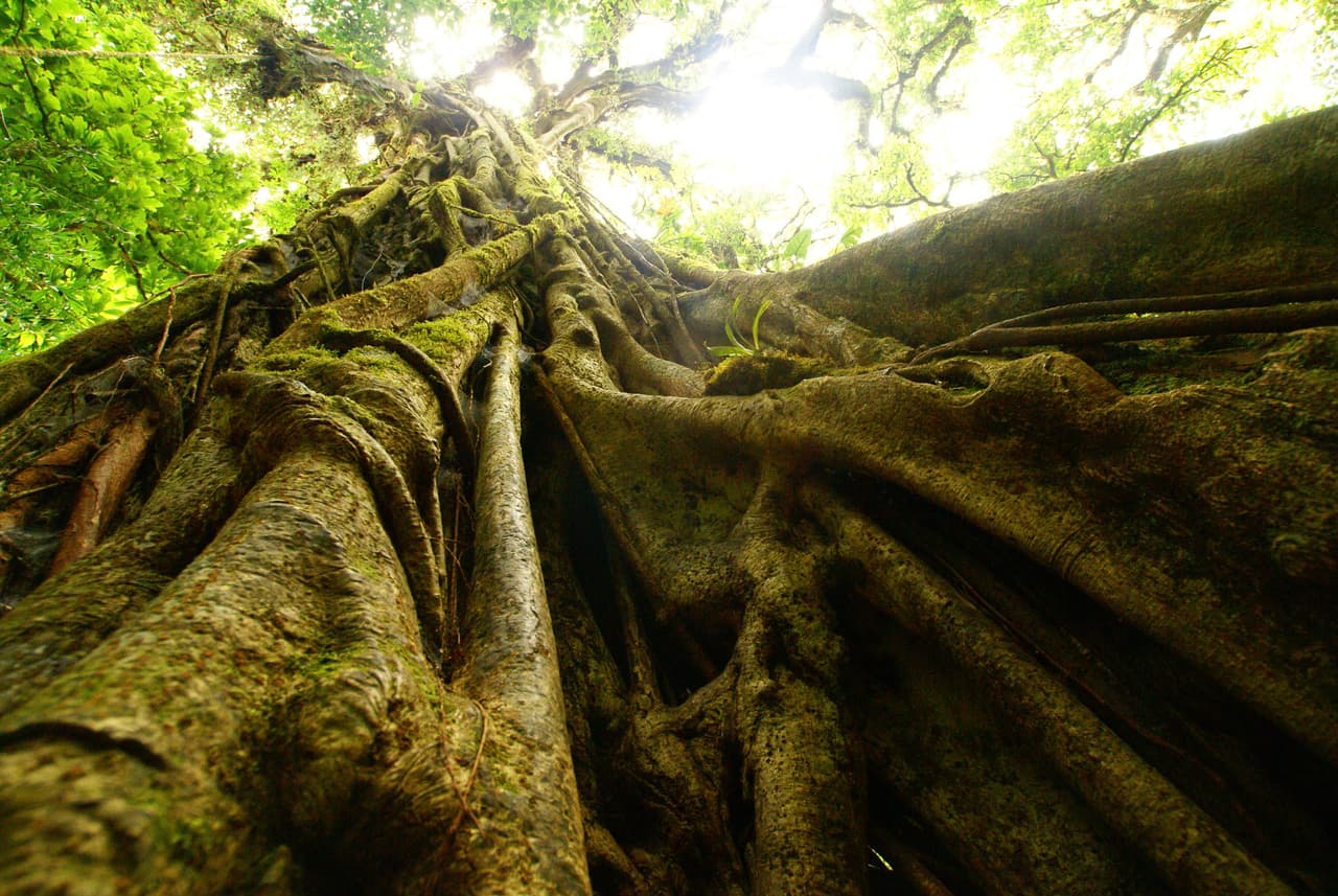 <b>Elemento madera. </b>El verde es uno de los colores de este elemento, los cuales representan a la naturaleza, además de dar sensación de calma y paz.
