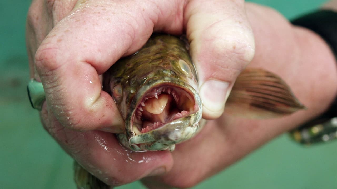 “¡Mátenlo de inmediato!”: confirman presencia de peligroso pez cabeza de serpiente