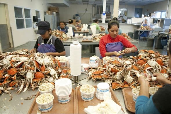 Los trabajadores latinos tienen una presencia mayor en la fuerza laboral que cualquier otro grupo racial o étnico.
