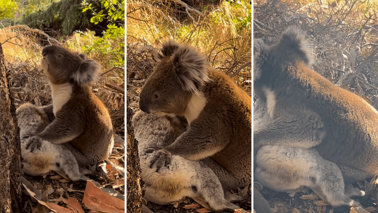 Koala ‘llora’ la muerte de su compañera: video se hace viral