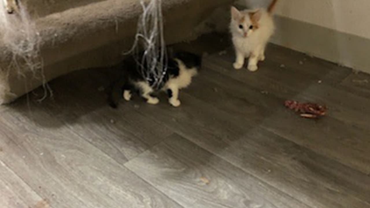 SPCA indicó que encontraron varios animales sin vida en el lugar.