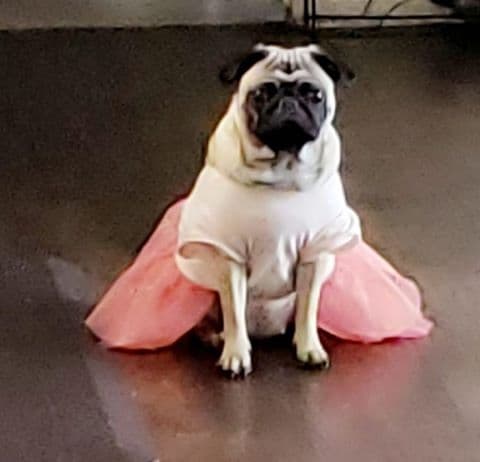 Reyna es la consentida de Beatriz.