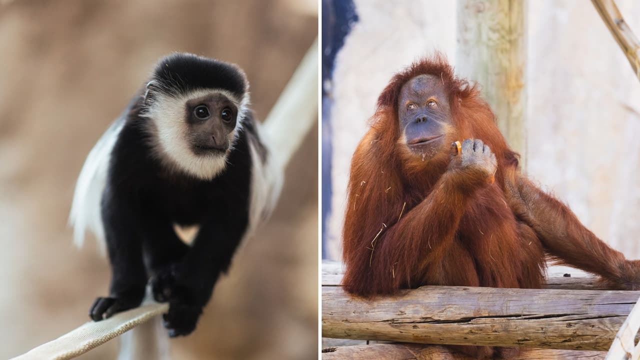 <h3 class="cms-H3-H3">¿Cuándo y cómo aprovecharlo? </h3>
<br>Cada miércoles, tanto 
<b>adultos como niños pueden acceder al zoológico con un Importante descuento</b>. Las entradas
<b> se venden a mitad de precio durante todo el día</b>, lo que significa 
<b>una forma económica de explorar más de 7,000 animales de todo el mundo</b> y disfrutar de las múltiples actividades que ofrece el zoológico.