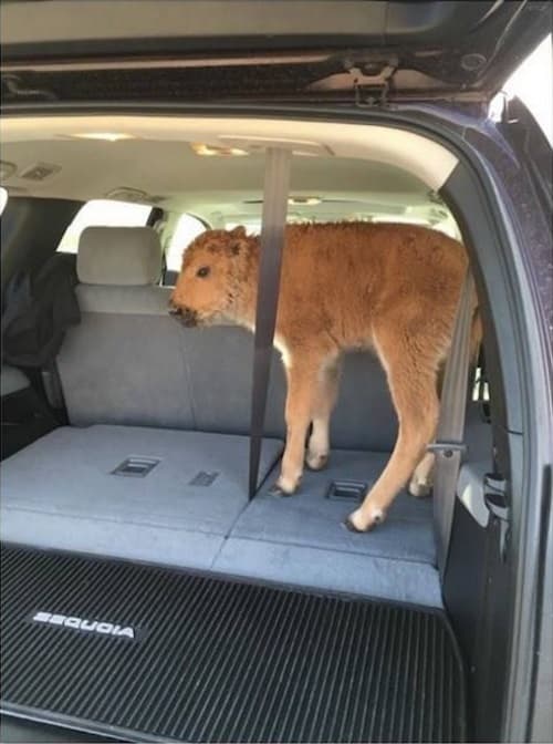 Reacción absurda de una familia provoca el sacrificio de un bisonte en Yellowstone