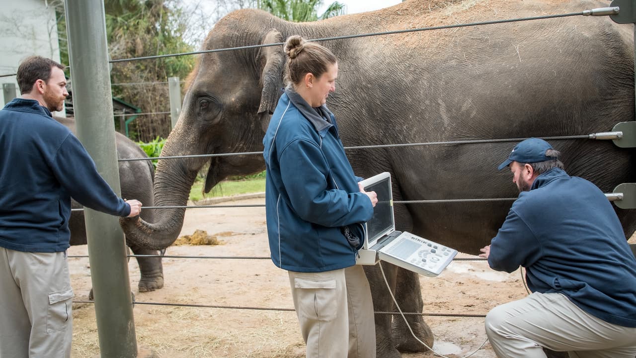 Según veterinarios y cuidadores, hasta los momentos el embarazo marcha bien.