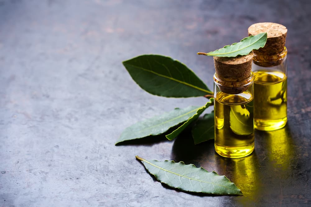 Consigue aceite o esencia de laurel, que servirá para protección, depuración de energia y atraer buena suerte, en este caso, a tu entorno laboral.