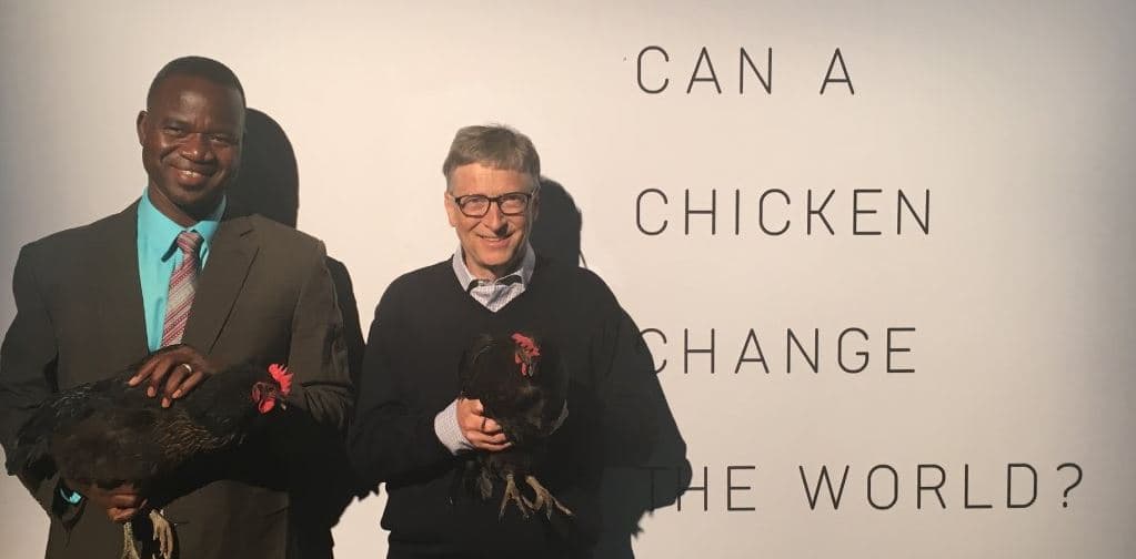 Por qué Bill Gates, el hombre más rico del mundo, apuesta ahora por criar pollos