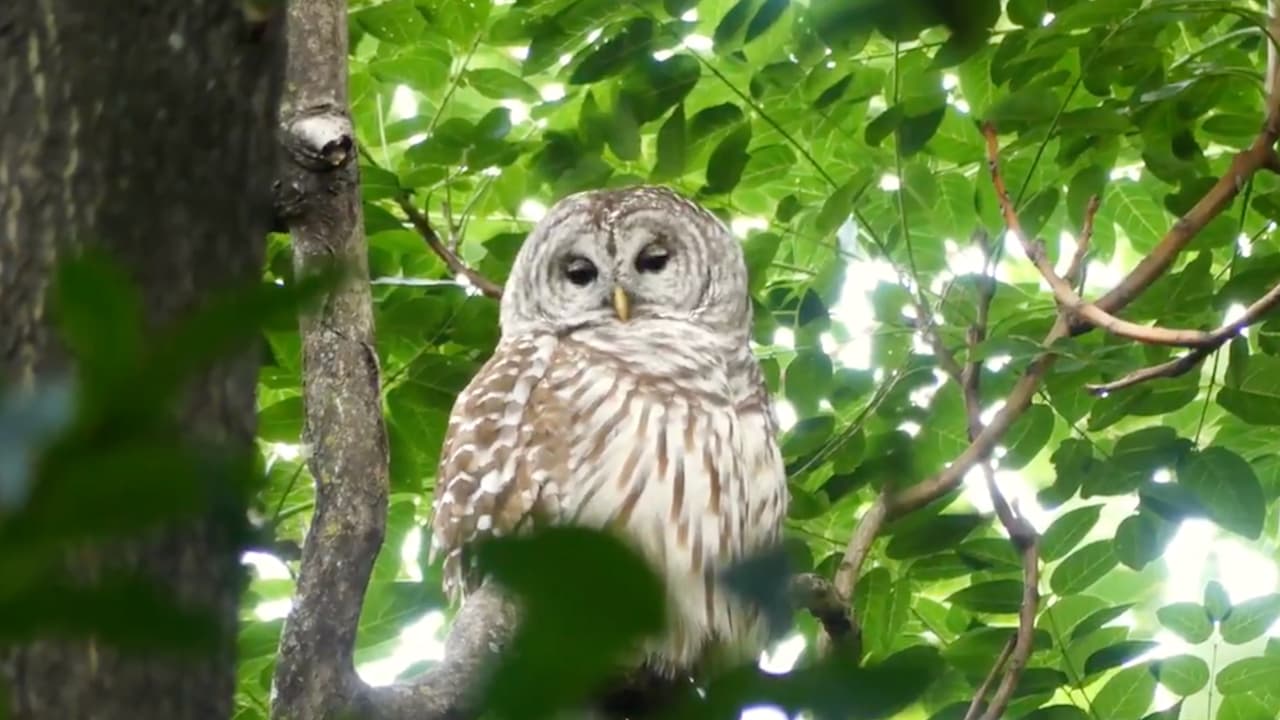 Muere querido búho de Central Park tras ser atropellado por accidente 