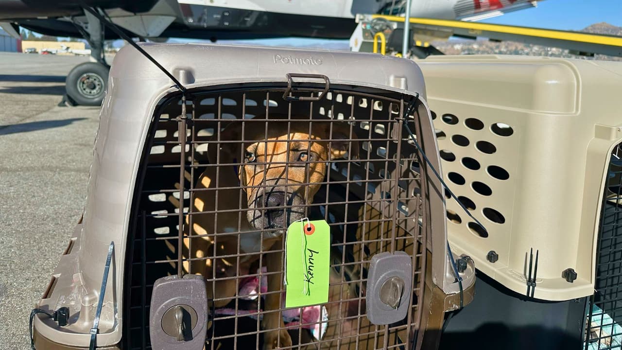 <b>🏡 ¿Cómo ayuda Texas?:</b> Este esfuerzo no afectará a las mascotas locales de Texas. Ningún animal será desplazado. El propósito es liberar espacio en los refugios de California para que los animales de los evacuados puedan reunirse con sus familias. Es un rescate a gran escala, pero con un enfoque claro:
<b> dar una segunda oportunidad a estos animales mientras se asegura que los dueños puedan recuperar a sus compañeros.</b>