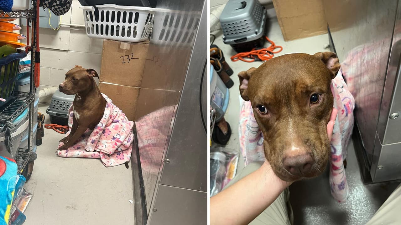 ¿Te dan miedo los truenos?, porque a Cinnamon Toast Crunch no le gustan. Siempre que el cielo empieza a rugir se esconde en el lavadero del refugio. Si buscas a quien abrazar en un día de mal clima, es tu tipo de mascota.