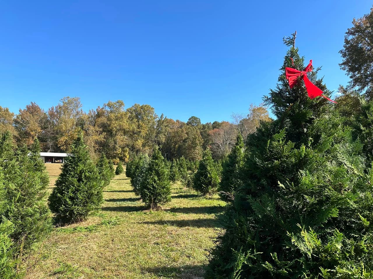 <b>Thompson's Tree Farm (A partir del 18 de noviembre)</b>
<br>
<b>Dirección</b>: 1829 Prospect Rd. Lawrenceville, GA
<br>
<b>Teléfono</b>: 770-513-2552
<br>
<b>Sitio web</b>: 
<a href="https://www.thompsonstreefarm.com/">https://www.thompsonstreefarm.com/</a> 
<br>
<b><a href="https://maps.app.goo.gl/1pcHpuCnm41oc9MD7">Cómo llegar</a></b>
<br>
<br>Esta granja ofrece una variedad de árboles de Navidad para elegir y cortar, incluidas las variedades Cypress y Carolina Sapphire. Disfruta también de chocolate caliente y café de cortesía mientras examinas los numerosos árboles de Navidad y reservas una sesión de fotografía con tus seres queridos.