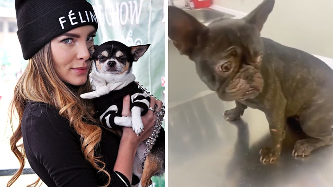 Belinda advierte sobre un cuidador de perros que ha maltratado a mascotas de famosos