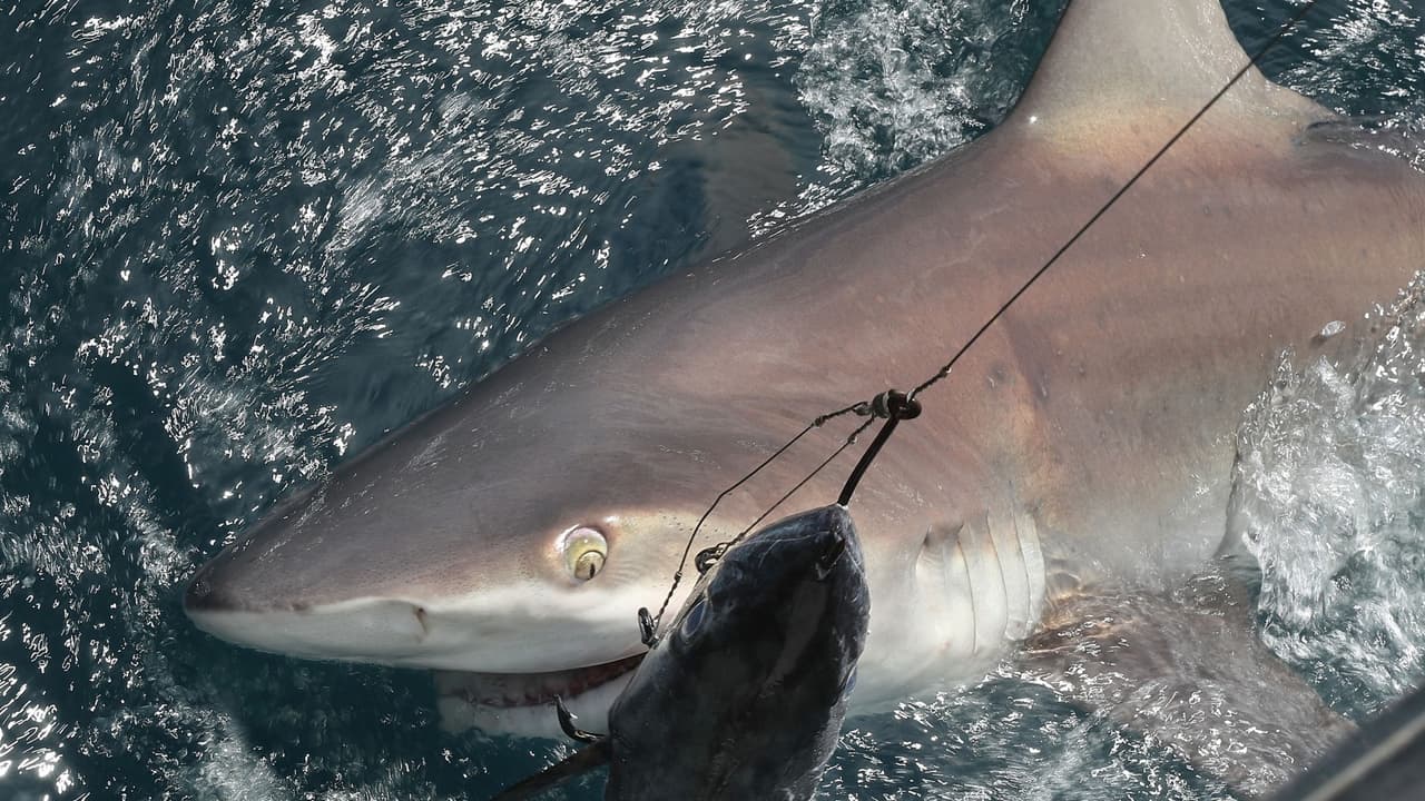 Esta es la capital mundial de los ataques de tiburones 