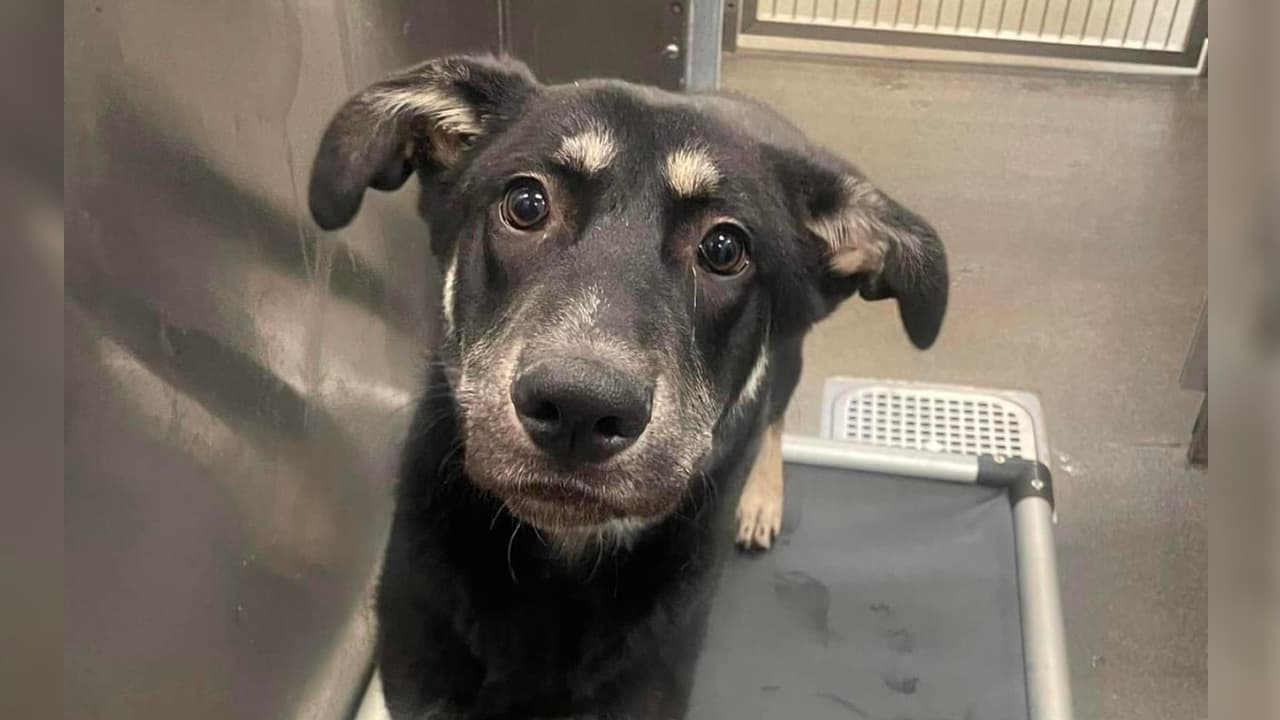 Las personas que no pueden adoptar tienen otras maneras de ayudar, por ejemplo, 
<b>ofreciendo un “hogar temporal” a uno de estos perritos</b> como parte del programa de acogida. Solo 
<a href="https://app.betterimpact.com/Application?OrganizationGuid=1f78c75f-f6c3-4adb-ad53-43324e5c9051&ApplicationFormNumber=2" target="_blank">debes completar una solicitud</a>, cumplir con un acuerdo de acogida y tener una cuenta en MyImpact. Hay una lista de mascotas disponibles para ser acogidas. Turtle tiene un año, 
<b>busca diversión y emoción</b>. Es un cachorro simpático, lleno de energía y muy juguetón. Su ID es A1186127.