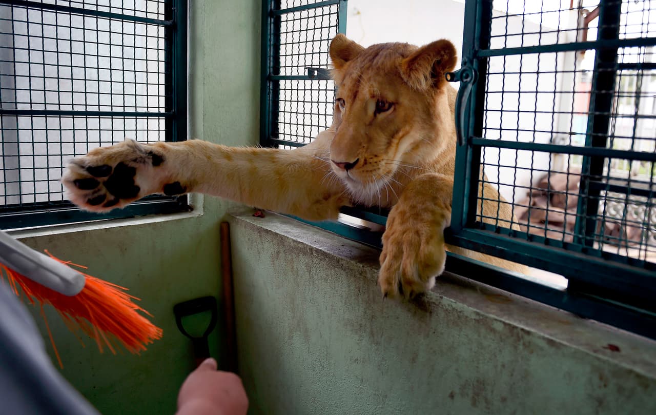 Los leones no pelean entre ellos y sorprendentemente tampoco con Nerón, un rottweiler también propiedad de Rodríguez. Este asegura que una vez los felinos protegieron al can de la amenaza de otro perro. Parte de la fórmula para que no sean agresivos, prosigue, es
<b> "convivir con ellos todos los días"</b>, además de "sobrealimentarlos" con más de 10 kilos de pollo a cada uno.