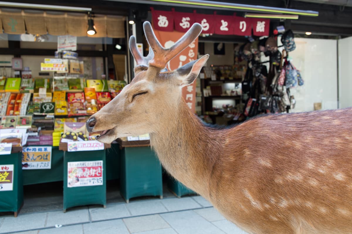 Yoko Ishii ha construido una gran cercanía con estos animales que, sin embargo, y a pesar de su carácter sagrado no dejan de estar amenazados por los humanos. Cada día en Japón más 360,000 renos esta realidad ha hecho que esta fotógrafa se comprometa más con su causa de visibilizarlos. 
<br>