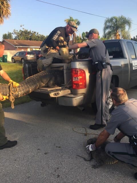 Luego tres oficiales de vida silvestre llegaron para retirar al cocodrilo.