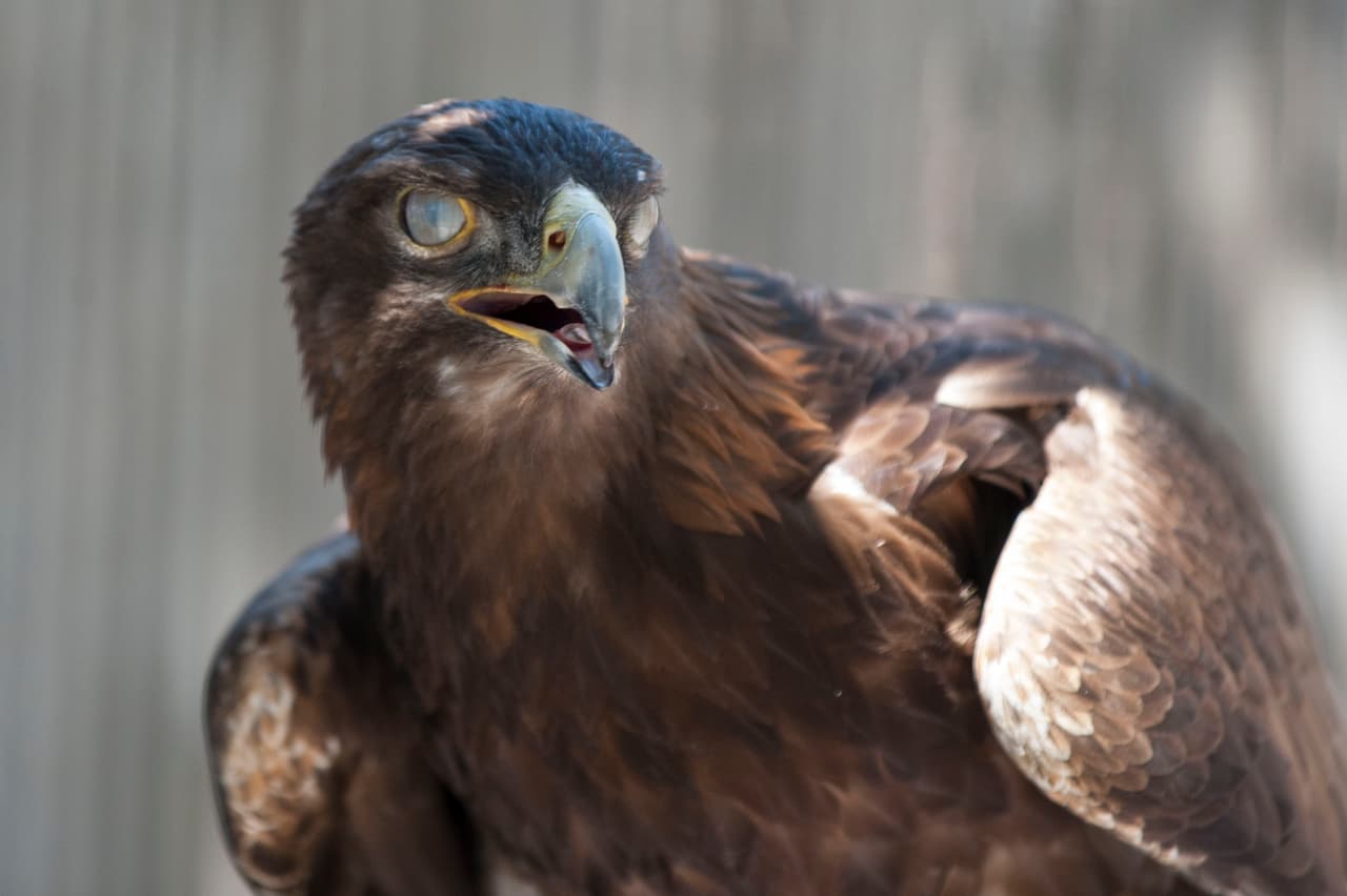 Un bello dia fue perfecto para las familias desde Bakersfield a Modesto.