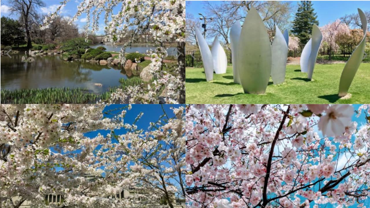 El jardín japonés "Osaka" simboliza la amistad entre Japón y Estados Unidos. Es gratis y puedes acudir en la cuadra 6401 al sur de la Stony Island.