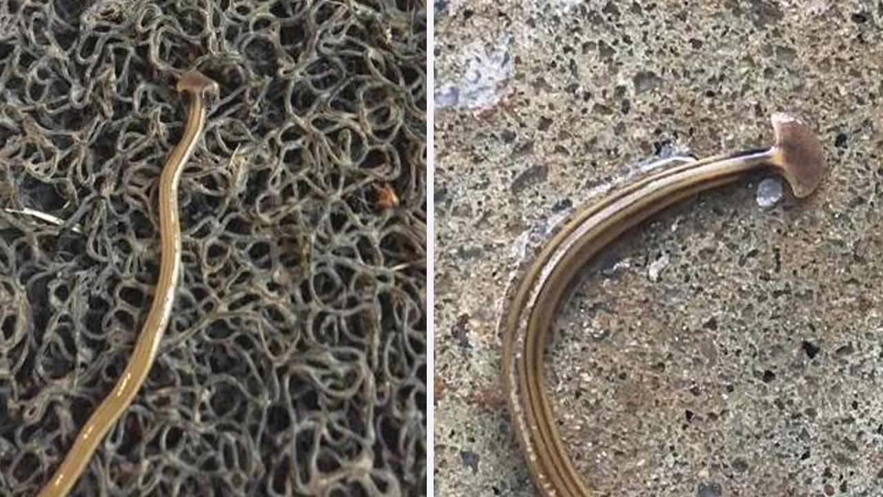 <a href="https://www.univision.com/local/dallas-kuvn/los-has-visto-autoridades-alertan-sobre-la-presencia-de-esta-especie-de-gusano-invasor-en-el-norte-de-texas-video">El gusano cabeza de martillo se reproduce solo</a> por lo que el riesgo de una plaga es alto, según expertos.