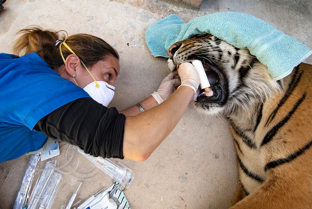 El equipo encargado de la salud de los animales en el zoológico de Miami, junto a miembros del Departamento de Agricultura y el Laboratorio Bronson de Diagnóstico de Animales, le hicieron pruebas de coronavirus a los tigres de Sumatra, que presentaba síntomas del covid-19.
<br>