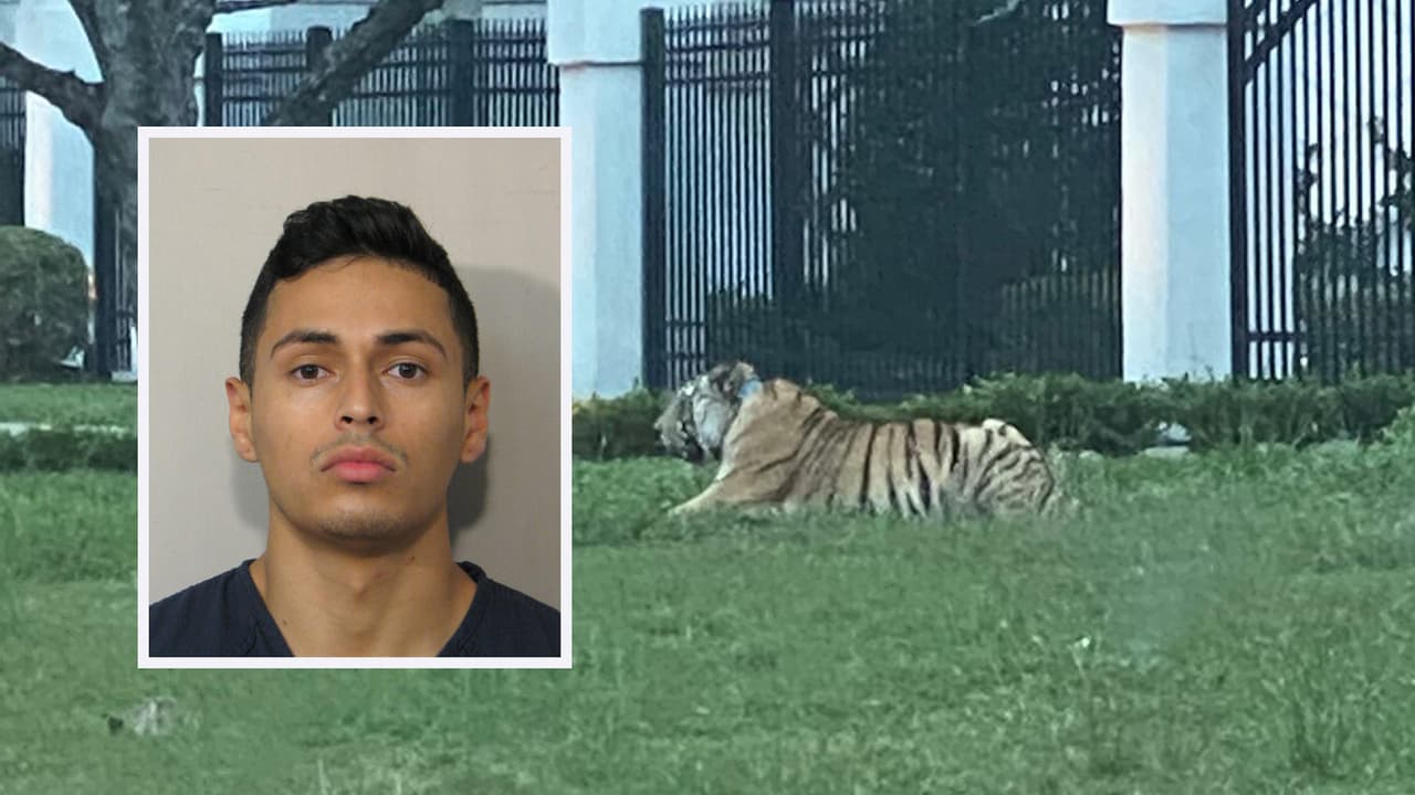 El fugitivo fue
<b><a href="https://www.univision.com/local/houston-kxln/hispano-que-escapo-con-un-tigre-en-houston-enfrenta-cargos-en-fort-bend">arrestado por la policía de Houston el lunes</a></b> y enfrenta cargos por evadir a las autoridades después de escapar con el
<b><a href="https://www.univision.com/local/houston-kxln/tigre-suelto-en-la-calle-sorprende-a-vecinos-al-oeste-de-houston-video">tigre de bengala.</a></b>
<br>