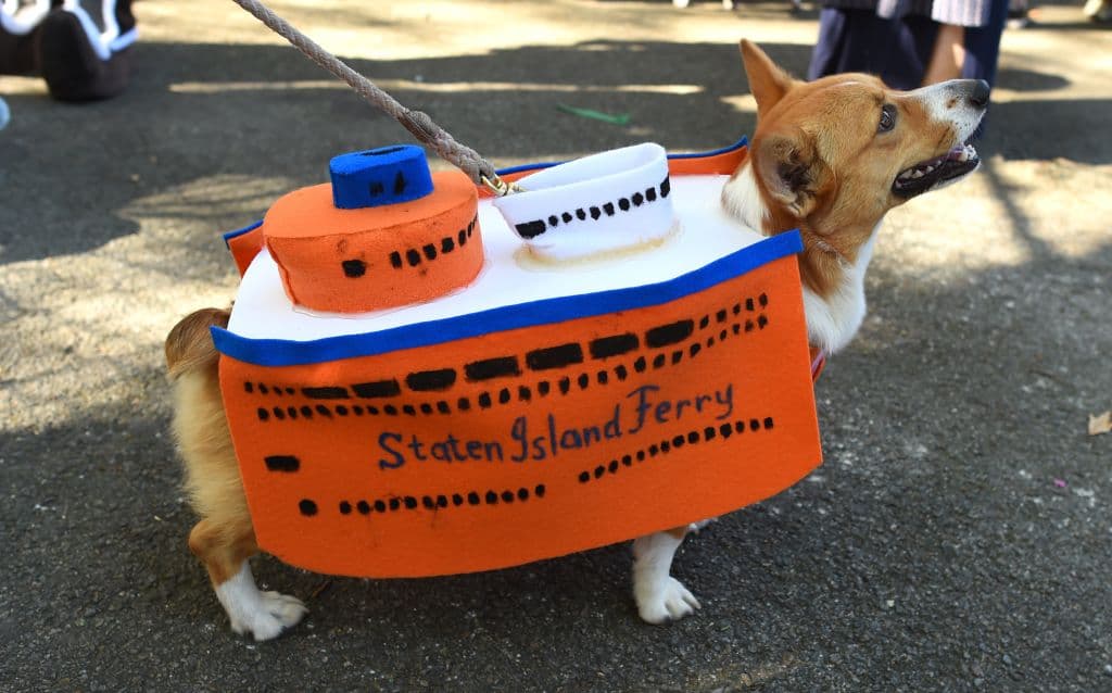 Este perrito está disfrazado del ferry de Staten Island.