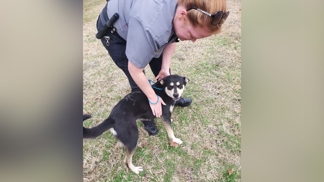 Los perros y gatos están bajo el cuidado de la sociedad protectora de animales.