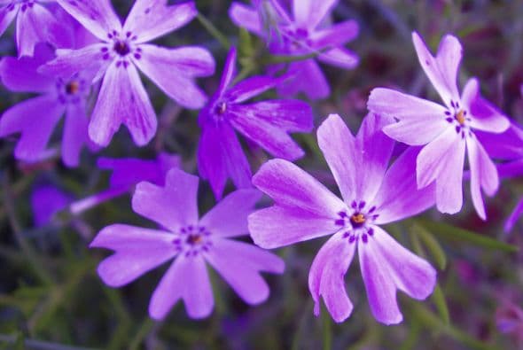 El color violeta o amatista, así como las piedras con esos matices nunca deben faltar en casa. Las amatistas poseen una cualidad especial que crean un aura en tu entorno muy positiva que a su vez acentúa las mejores cualidades de tu signo. Si puedes usarlas, que además son bellas, mejor aún. Asimismo procura tener violetas en el hogar o cualquier otro tipo de planta con colores púrpuras. El morado en cortinas combina bien con la naturaleza de Sagitario y todo lo que puedas hacer para crear un ambiente armónico en tu casa arrojará resultados que te asombrarán por su efectividad. Aquello que contribuya al equilibrio zodiacal actuará en tu favor pues las descompensaciones son las que causan los problemas.