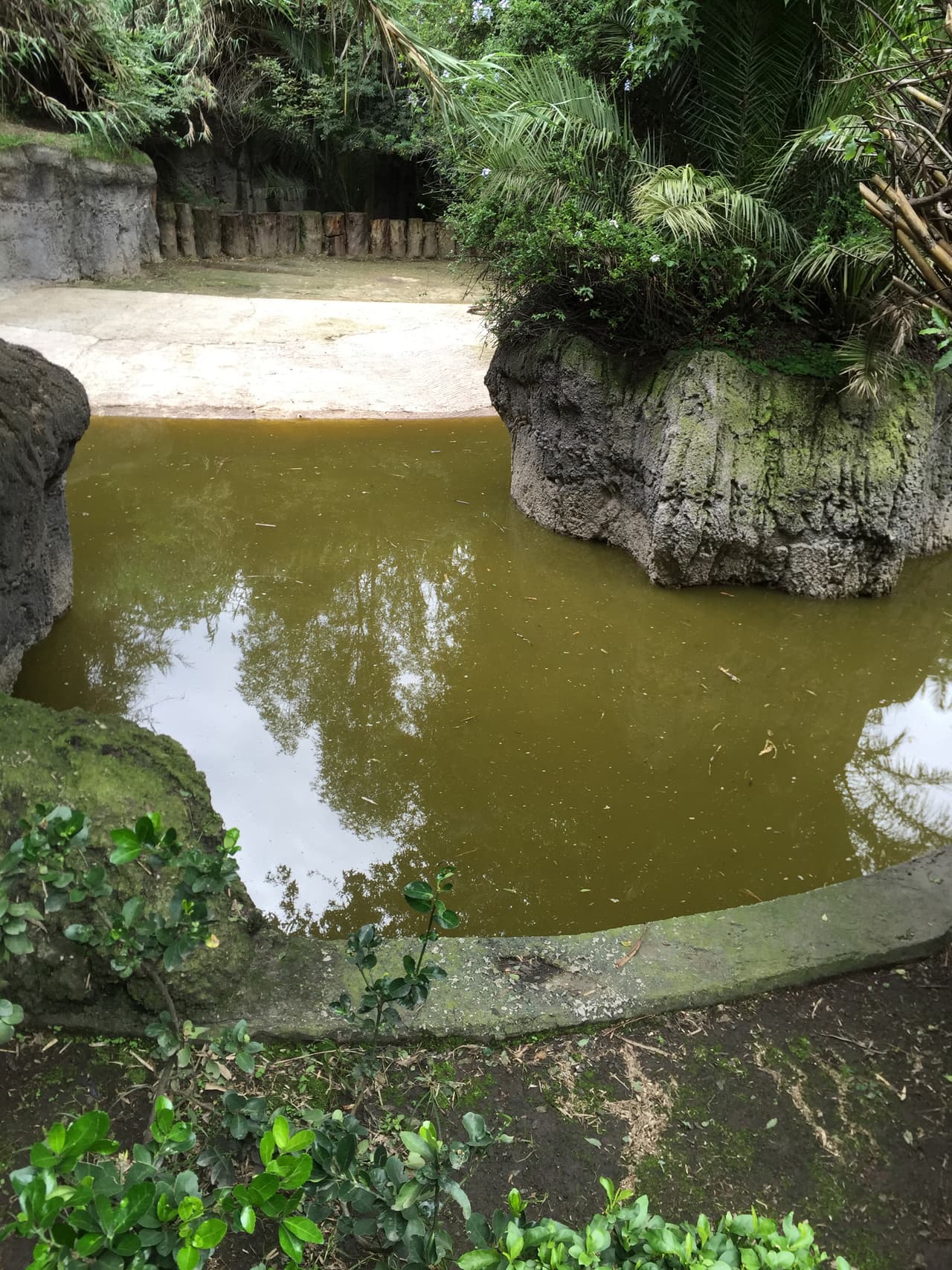 "El Wild Animal Park de San Diego tiene un exhibidor de hipopótamos con el agua totalmente transparente. El olor en el de Chapultepec es nauseabundo", acota Hoyo.