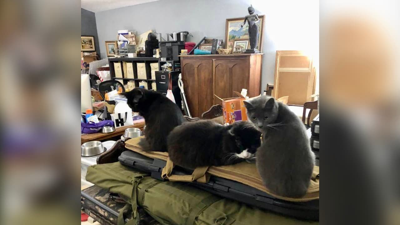 Houston SPCA pide a las personas que los ayuden para poder cuidar de todos estos animales. A través de 
<a href="https://act.houstonspca.org/onlineactions/j-_U3wBncUaJzANioWDVOg2?fbclid=IwAR1ssYaMBZ5EzcGnCS2p7s2uXk0q5f_nNuaUi-NWCVyzL07sx5Hp7XZiHkM" target="_blank">este link,</a> podrán colaborar con ellos.