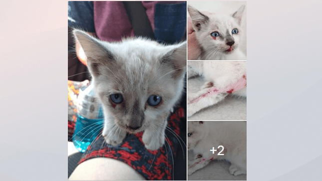 Alguacil alerta sobre actos de vandalismo