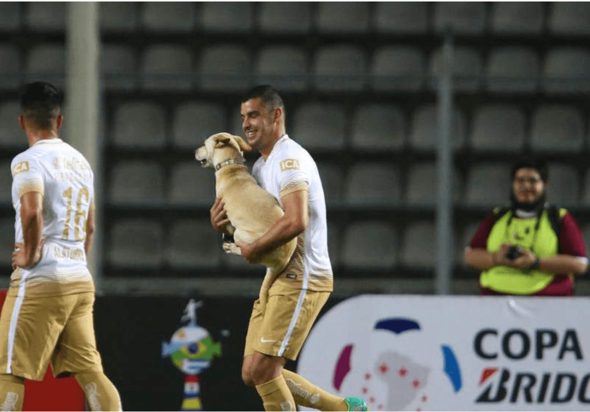 Mientras se jugaba un partido de la Copa Libertadores entre el Táchira y Pumas en Venezuela, una perrita entró al campo y los jugadores entre juegos y caricias trataron de sacarla.