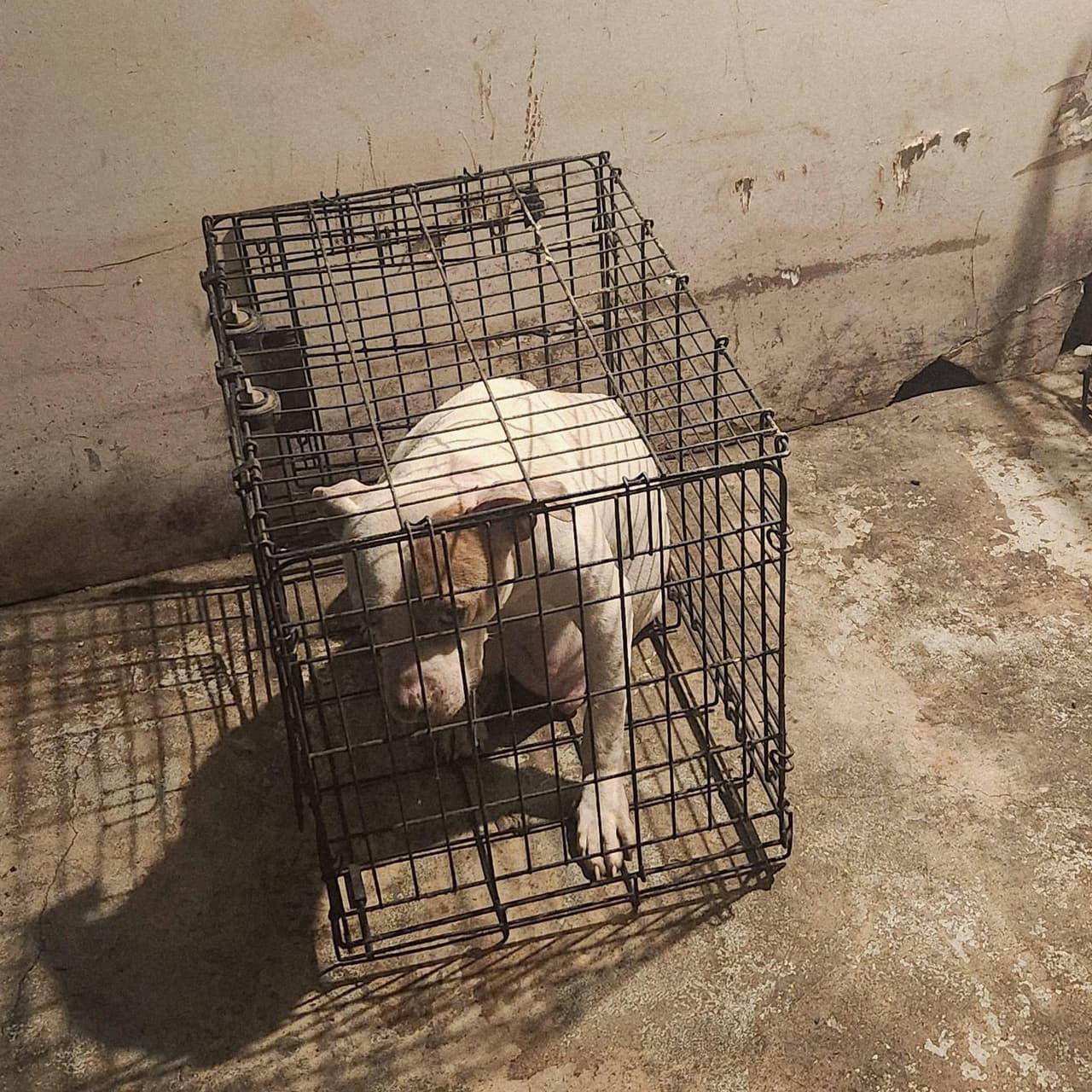 Posteriormente, los rescatistas se dieron cuenta de que 
<b>ella misma se había encerrado en su jaula, aprovechando que la parte trasera estaba abierta</b>, permaneciendo en silencio, con la cabeza agachada. 
<br>
<br>Actualmente, Lemon se recupera bajo el cuidado de rescatistas que describen su proceso como un “aterrizaje suave”: una cama cómoda, alimento diario, paseos al sol, suéteres en invierno y, sobre todo, seguridad y paciencia mientras aprende a confiar nuevamente.
<br>