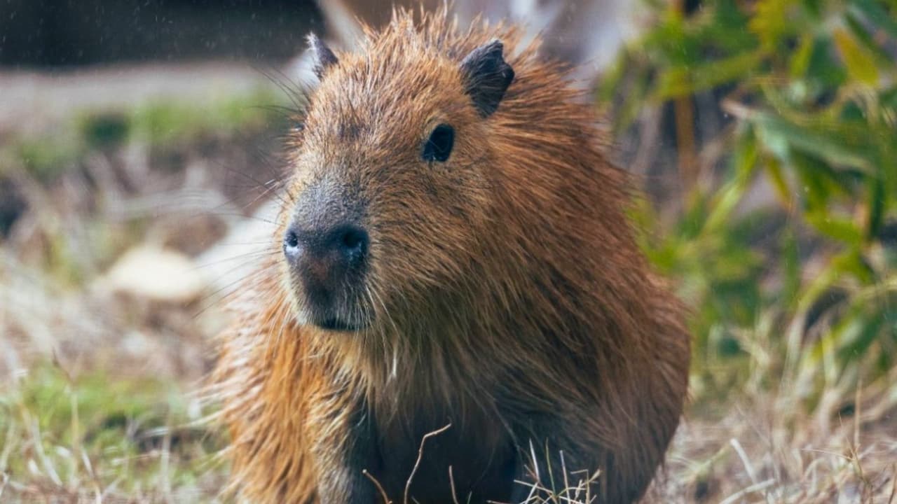 Si buscas
<b>un plan divertido, educativo y económico para este verano</b>, el Zoológico de Dallas tiene buenas noticias:
<b>los populares Dollar Days están de regreso</b> este 2025 con dos fechas imperdibles, en
<b>las que la entrada costará solo $1 por persona</b>. Ya están disponibles
<a href="https://www.dallaszoo.com/" target="_blank">en línea en DallasZoo.com</a>, pero ojo: no habrá venta en taquilla esos días, así que hay que comprarlos con anticipación porque se agotan todos los años.