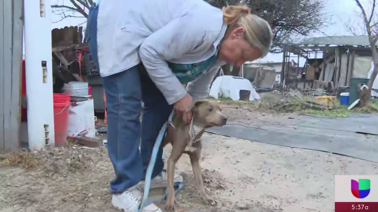 Unos 30 perros son rescatados de una vivienda en donde estaban en hacinamiento y en malas condiciones, en el Condado Atascosa.