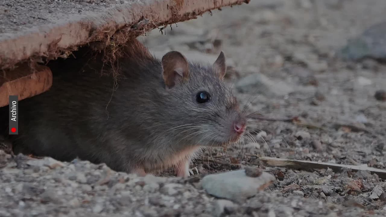 Nueva York, en el top 5 del ranking de Orkin de las ciudades con más ratas en EE.UU