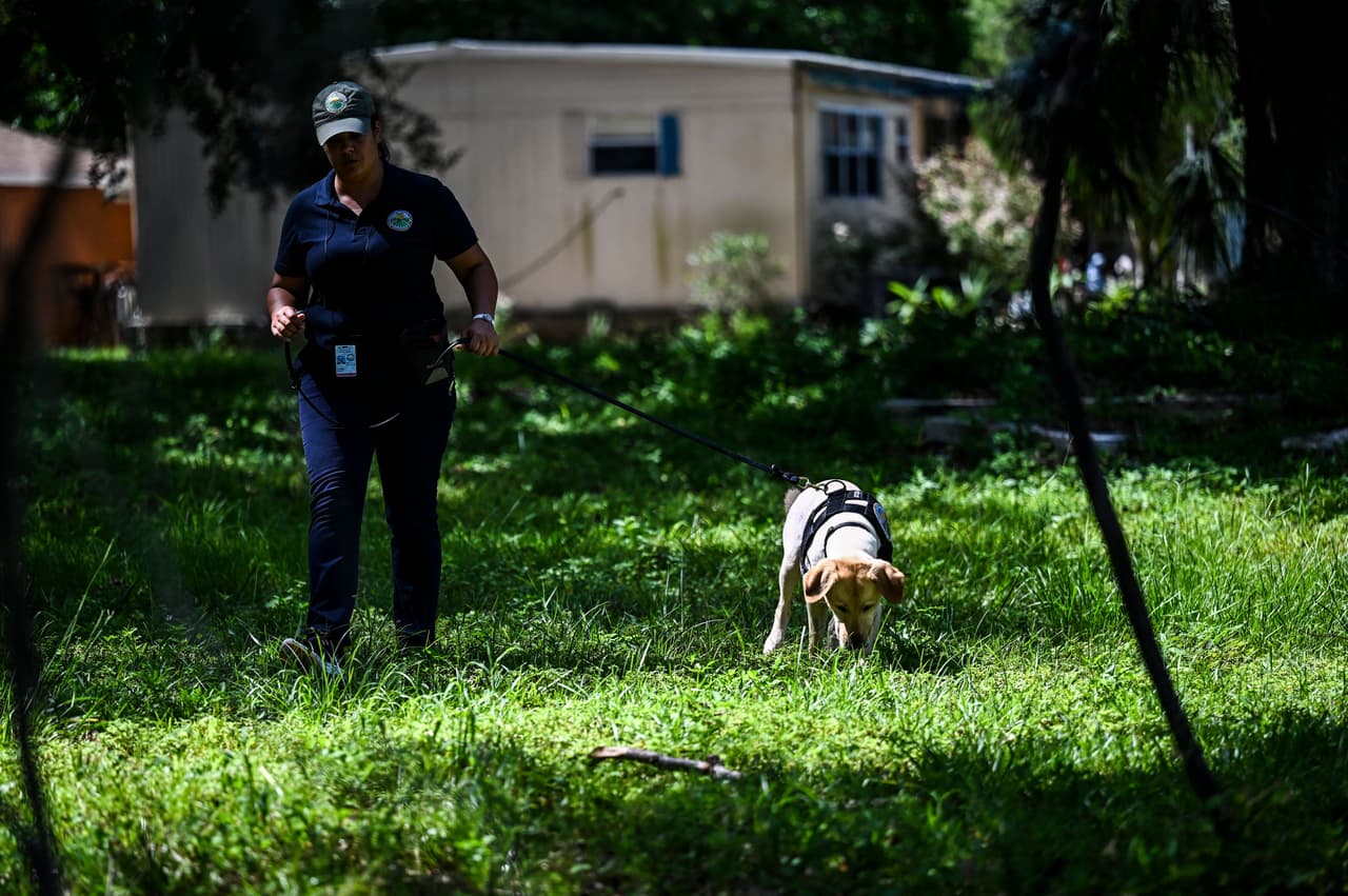 <b>Las autoridades sospechan que este caracol originario del este de África llegó a Florida, en el sureste de Estados Unidos, porque alguien lo trajo para tenerlo como animal de compañía. </b>
<br>
<br>Con su ayuda de un perro rastreador, se han encontrado ya unos 1,200 ejemplares del caracol en esa zona del condado de Pasco, 
<b>donde se está tratando de erradicar la invasión con metaldehído, un pesticida inofensivo para humanos y animales,</b> según las autoridades de Florida. 
<br>
<br>