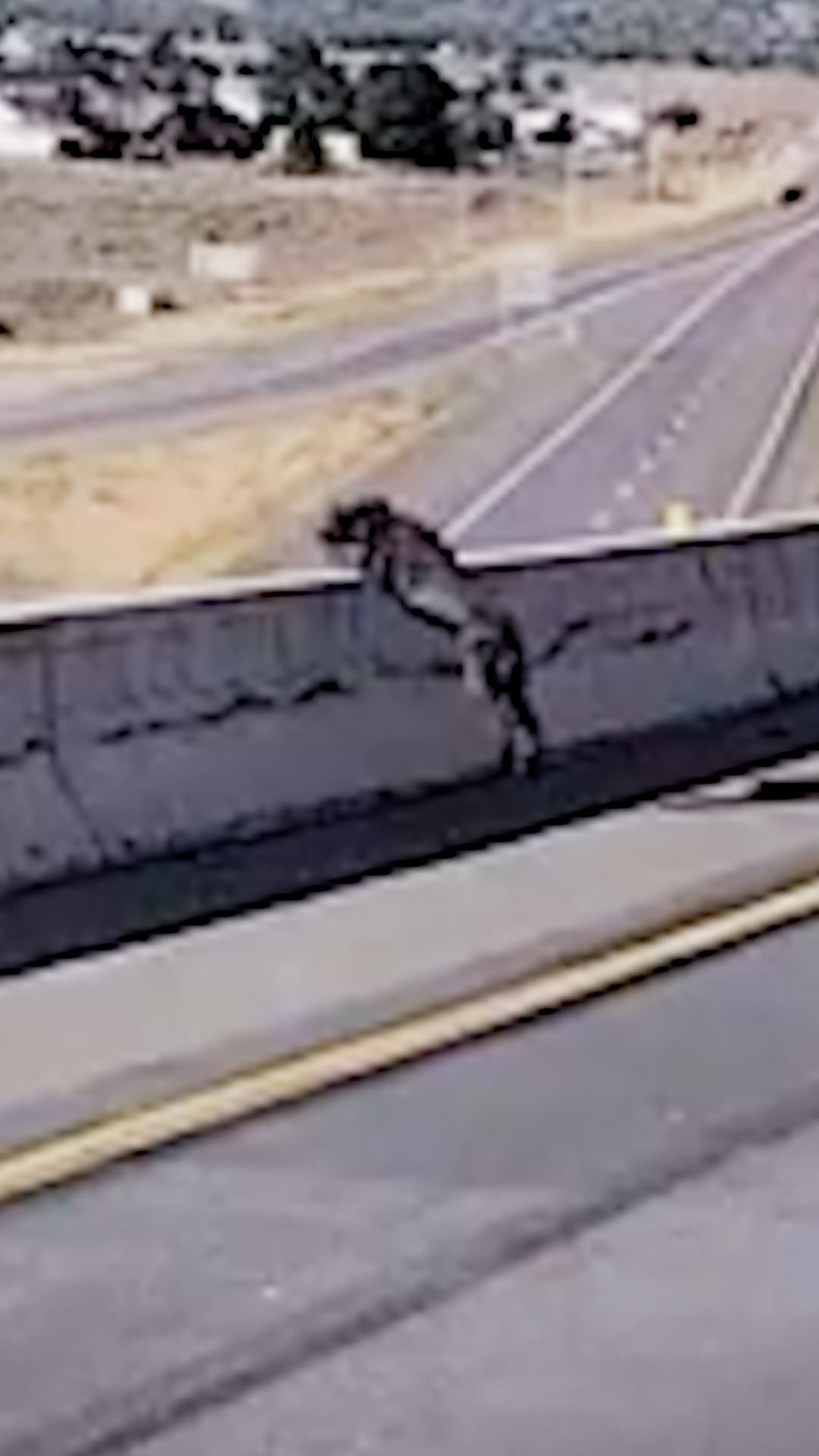 Bruno, un perro policía, sobrevive a una caída desde un puente en Utah