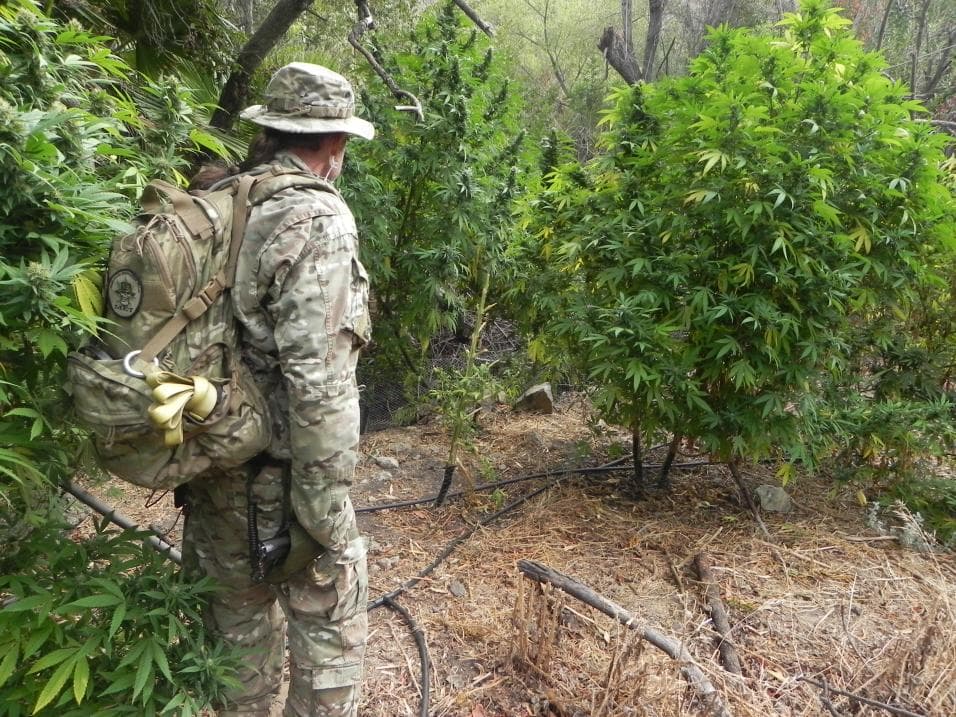 La marihuana legal suponía un golpe a los narcos en EEUU... pero ocurrió lo contrario