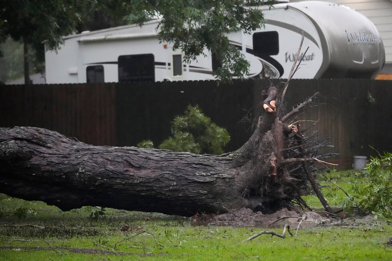 Un
<b>árbol arrancado de raíz, entre los <a href="https://www.univision.com/local/houston-kxln/beryl-huracan-tormenta-trayectoria-costas-texas-fotos" target="_blank">estragos de Beryl,</a> </b>degradado a tormenta tropical alrededor de las 10:00am.
