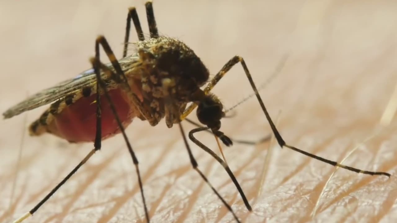 Confirman el primer caso humano del virus del Nilo Occidental en el condado de Dallas
