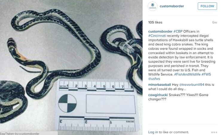 Estas culebras cobras fueron encontradas dentro de unas medias en Cincinnati. Estaban muertas. Se sospecha que murieron durante su transporte a Estados Unidos.