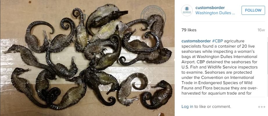 En el aeropuerto de Washington Dulles, fueron encontrados 20 caballitos de mar vivos en la bolsa de una mujer.