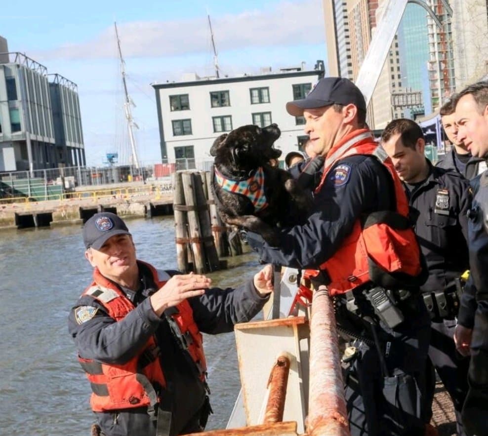 El hermoso perro nadó más de 200 metros en el río helado antes de ser devuelto a tierra por las autoridades a su cuidador, quien lo esperaba con los brazos abiertos en el muelle. 
<br>