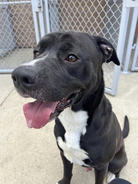 Dukes tiene tres años, y es de raza mixta.