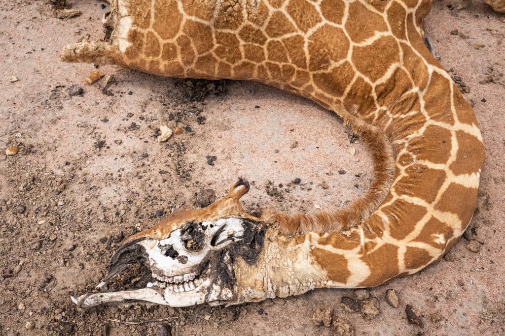 La ONU dijo el martes que 
<b>2.9 millones de personas siguen estando en urgente necesidad </b>de asistencia humanitaria. Algunas áreas de Kenia han reportado recientemente su peor íncide de lluvia en décadas. 
<br>
<br>
<br>
<br>