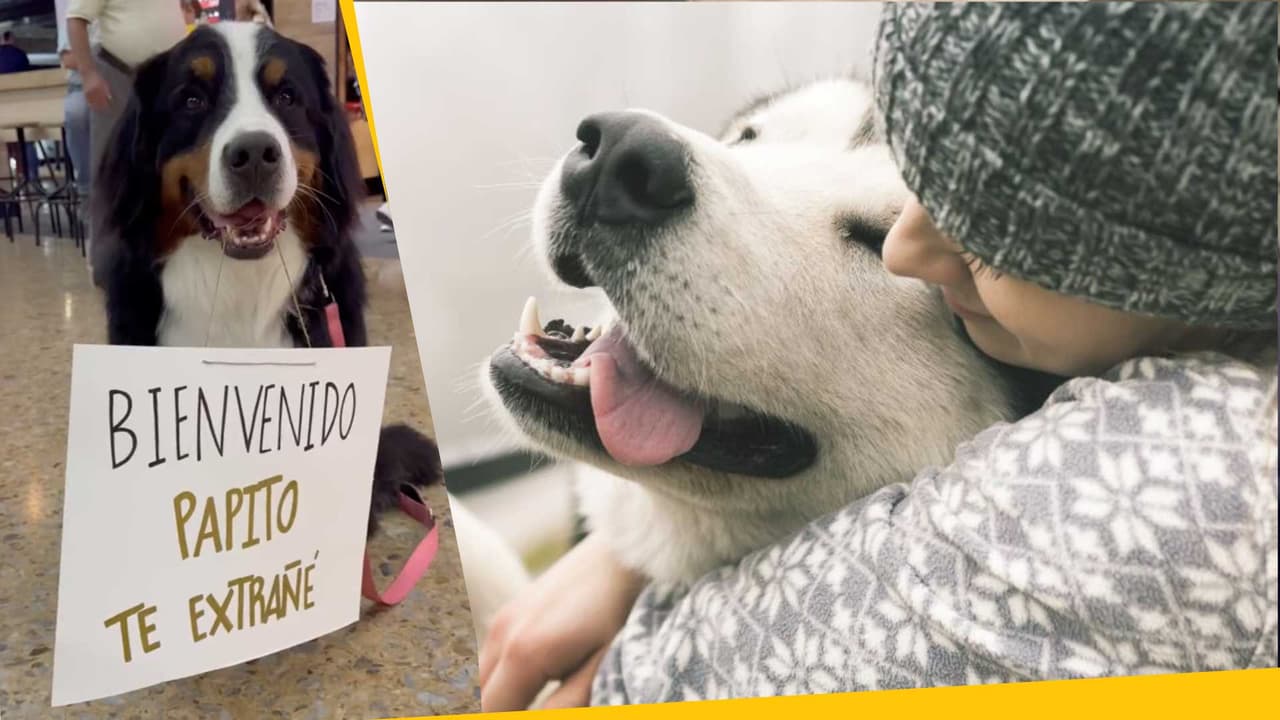 Tu perrito jamás te olvidará: estos emotivos reencuentros con sus dueños lo demuestran