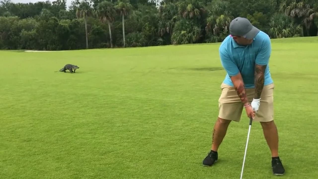 Golfistas no pierden concentración y siguen jugando a pesar de la presencia de un caimán 